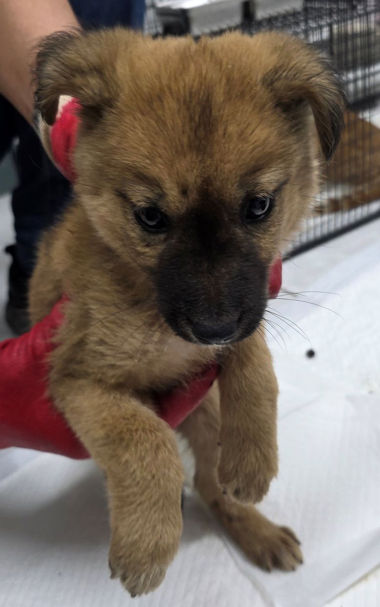 담양군 동물보호센터_446485202500716